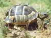 Test de la Tortue